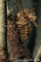 Seahorse. Hyppocampus guttulatus. by Francesco Pacienza 